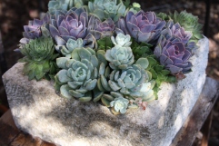 Succulents in a Balinese Trough