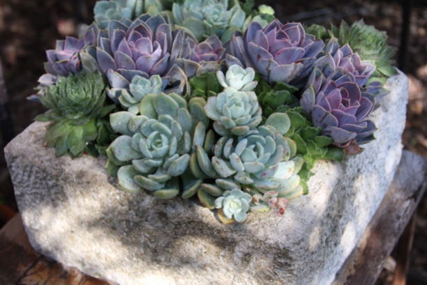 Succulents in Balinese trough.